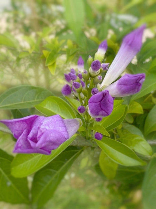 Aunt Lus’ Garden – Porterweed in Bloom | St. Ann, Jamaica