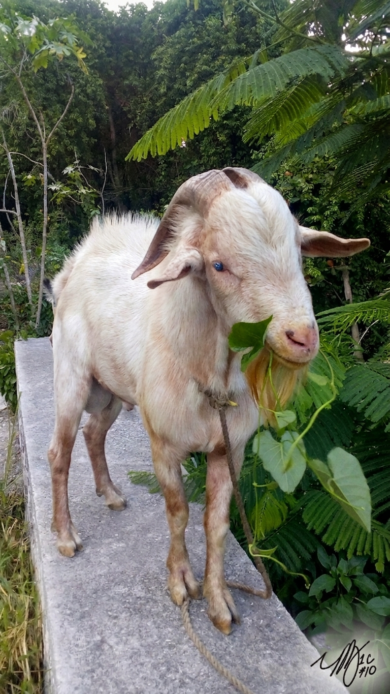 The Boasy Ram – Jamaican Countryside Mug (St. James)